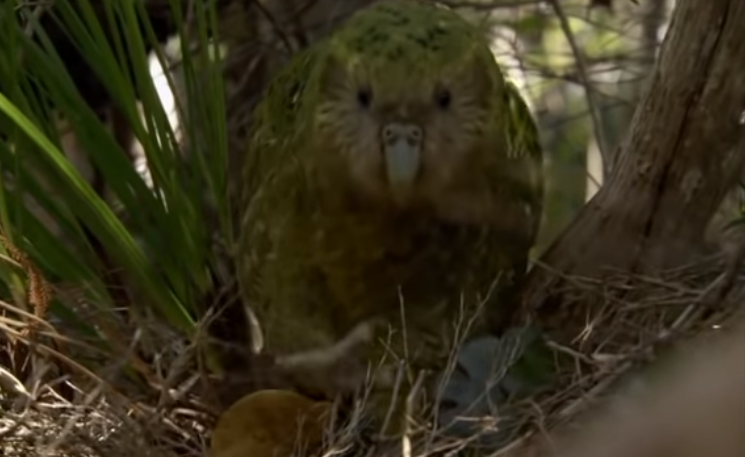 Kākāpō, cel mai gras papagal din lume, desemnat pasărea anului 2020 în Noua Zeelandă - VIDEO