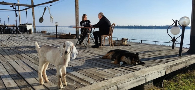 Prezentatoarea ştirilor Focus, la emisiunea „Poezie şi delicateţuri” a lui Mircea Dinescu. O turmă de capre a invadat portul Cetate - VIDEO