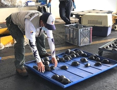 Ecuador - Un poliţist a fost arestat pentru trafic de ţestoase în Galapagos