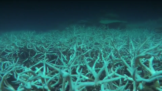 UNESCO: Marea Barieră de Corali ar trebui listată ca fiind „în pericol” din cauza schimbării climei