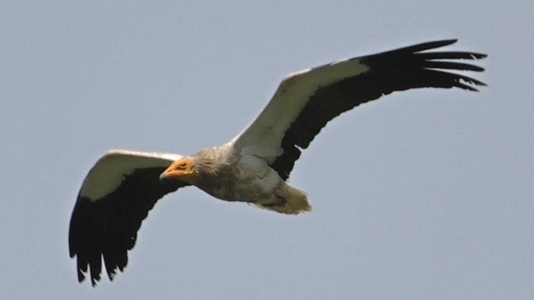Un rar vultur egiptean a fost observat pentru prima dată în Irlanda
