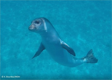 Grecia - Indignare după moartea lui Kostis, o focă-mascotă în insula Alonissos, ucisă cu harponul