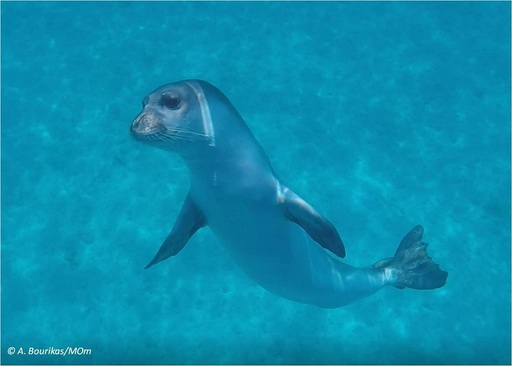 Grecia - Indignare după moartea lui Kostis, o focă-mascotă în insula Alonissos, ucisă cu harponul