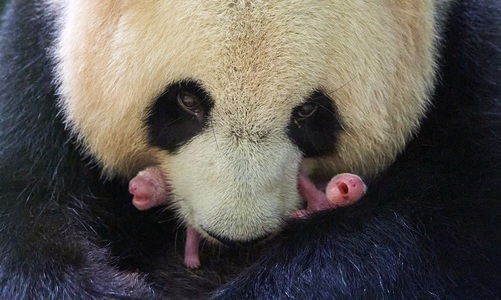 Femela panda Huan Huan a născut gemeni la o grădină zoologică din Franţa