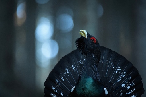 Documentarul „România sălbatică” va avea mai multe proiecţii speciale prin ţară în luna august