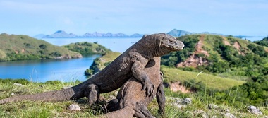 "Lista roşie" a naturii - Dragonii de Komodo şi specii de rechin, "în pericol"  