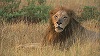 Noi seriale documentare şi programe dedicate Zilei Internaţionale a Animalelor, în grila de octombrie a posturilor National Geographic