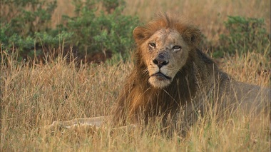 Noi seriale documentare şi programe dedicate Zilei Internaţionale a Animalelor, în grila de octombrie a posturilor National Geographic