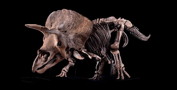 "Big John”, cel mai mare schelet de Triceratops cunoscut, a fost adjudecat la 6,6 milioane de euro la Paris 