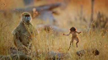 Documentare despre Africa sălbatică, masacrul din Tusla, proiecte inginereşti incredibile şi traficanţi, în noiembrie la National Geographic 