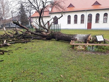 Gorunul plantat de Arsenie Boca şi de colegii săi de liceu la Brad s-a prăbuşit. Ce îşi propun să facă autorităţile cu lemnul recuperat - FOTO