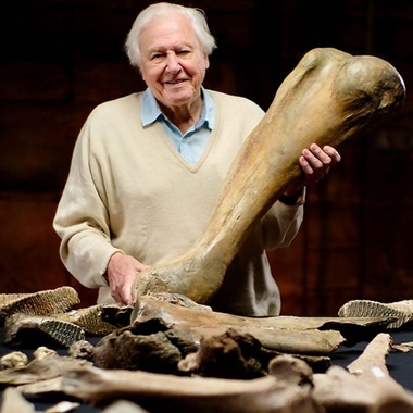 Cinci mamuţi din era glaciară au fost descoperiţi în Cotswolds după 220.000 de ani