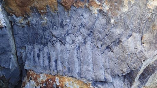 Rămăşiţele unui miriapod gigantic, vechi de 326 de milioane de ani, primele de acest fel descoperite