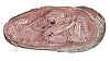 Un embrion de dinozaur perfect conservat, descoperit în China