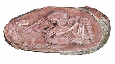 Un embrion de dinozaur perfect conservat, descoperit în China