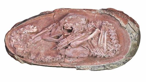 Un embrion de dinozaur perfect conservat, descoperit în China