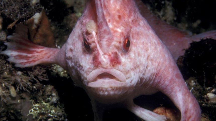 Un peşte rar, endemic Australiei, a fost observat prima dată după 22 de ani în largul coastei Tasmaniei