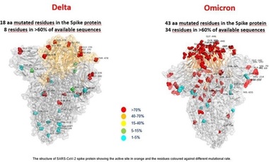 Varianta Omicron a coronavirusului este rezistentă la majoritatea anticorpilor monoclonali, dar poate fi neutralizată printr-o doză de rapel - studiu