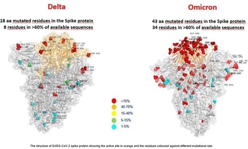Varianta Omicron a coronavirusului este rezistentă la majoritatea anticorpilor monoclonali, dar poate fi neutralizată printr-o doză de rapel - studiu