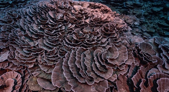 UNESCO: Un recif de corali gigant în formă de trandafir, descoperit la 30 de metri adâncime în largul Tahiti