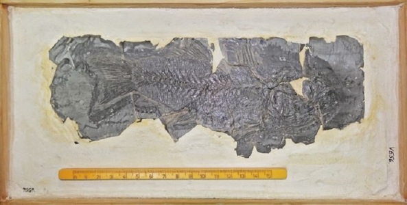 Fosilă de biban de mare, cu o vechime de 33 de milioane de ani. descoperită în Munţii Vrancei