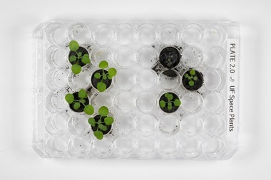 Oamenii de ştiinţă au cultivat pentru prima dată plante în sol lunar