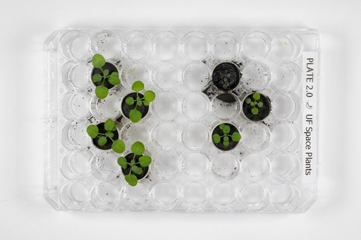 Oamenii de ştiinţă au cultivat pentru prima dată plante în sol lunar