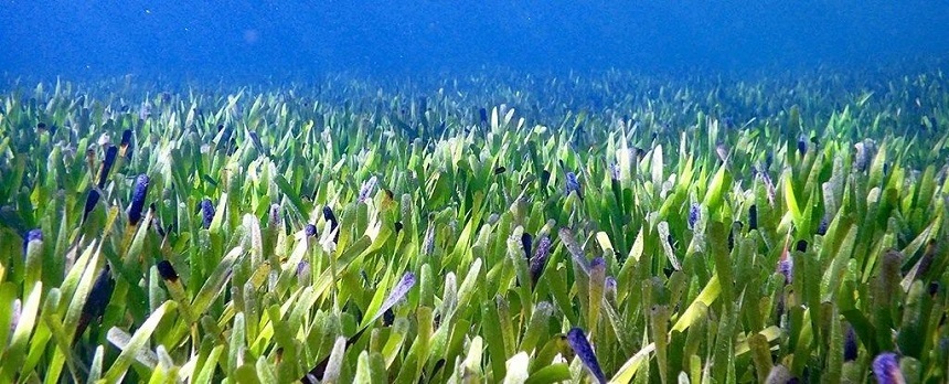 Cercetătorii au descoperit "cea mai mare plantă de pe Pământ" pe coasta de vest australiană