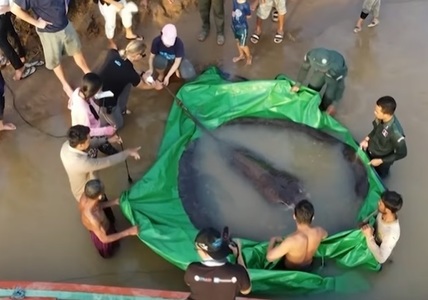 Cea mai mare pisică de mare de apă dulce din lume, de 300 de kilograme, prinsă în Cambodgia - VIDEO