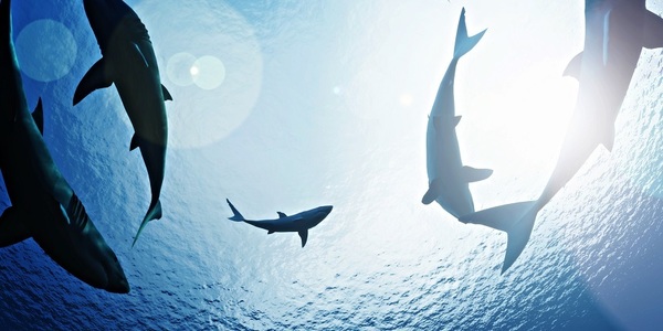 Sharkfest, o serie de programe speciale dedicate unuia dintre cei mai fascinanţi prădători ai naturii, la National Geographic Wild