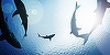 Sharkfest, o serie de programe speciale dedicate unuia dintre cei mai fascinanţi prădători ai naturii, la National Geographic Wild