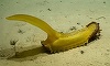 Oamenii de ştiinţă au descoperit 30 de noi specii în adâncul oceanelor