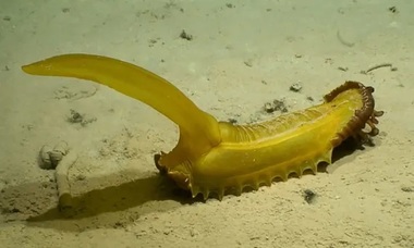 Oamenii de ştiinţă au descoperit 30 de noi specii în adâncul oceanelor