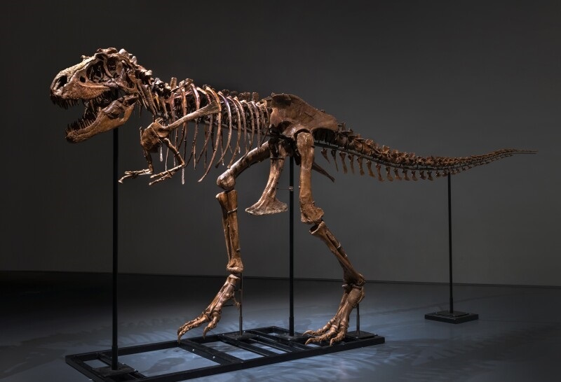 Scheletul unui strămoş al dinozaurului T-Rex a fost vândut la licitaţie pentru 6,1 milioane de dolari