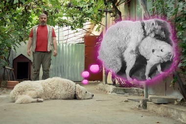 Documentarul satiric „Al cui câine sunt?”, lansat în cinematografele din România pe 4 noiembrie - VIDEO
