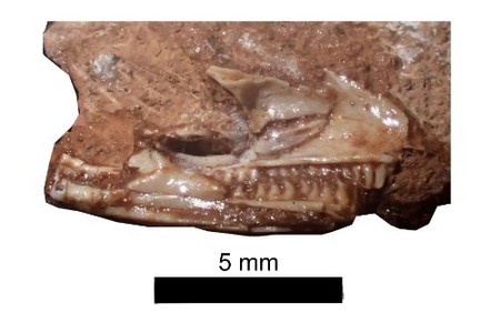 Fosilă găsită într-un dulap, cel mai vechi strămoş cunoscut al şopârlei moderne