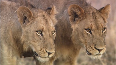 National Geographic Wild difuzează în februarie programul de documentare „Duminici cu feline” - FOTO