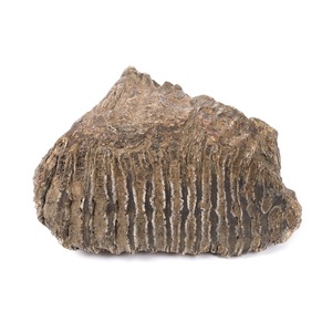 Un molar de mamut fosilizat, vechi de 100.000 de ani, în licitaţie la Bucureşti - FOTO