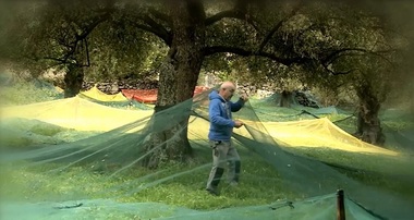 Recoltarea măslinelor pe stil vechi în Corsica, inclusă în Patrimoniul Cultural Imaterial UNESCO