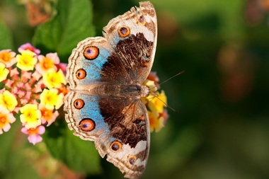 Expoziţia temporară de fluturi exotici vii de la Muzeul "Antipa", prelungită până duminică