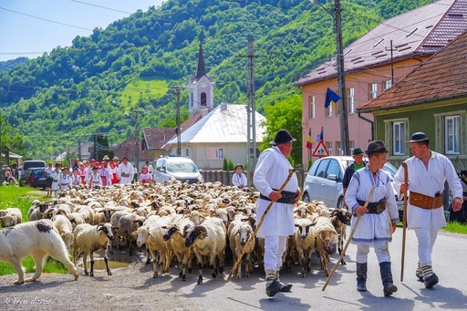 UNESCO - Transhumanţa a fost inclusă în Lista reprezentativă a patrimoniului cultural imaterial al umanităţii
