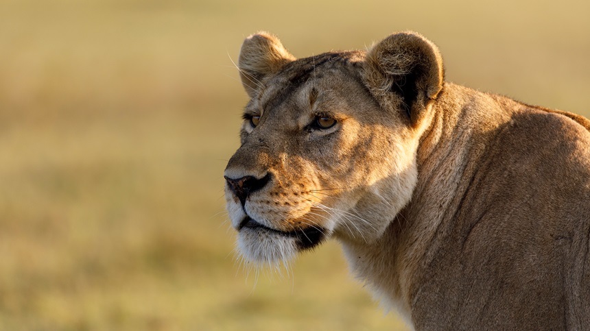 Documentarul „Reginele", o călătorie fascinantă prin şase locuri exotice ale planetei, în premieră la National Geographic Wild