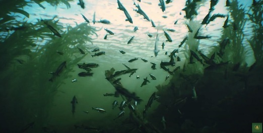 Film educaţional despre habitatele sturionilor sălbatici din bazinul Mării Negre, disponibil online - VIDEO