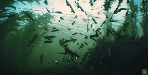 Film educaţional despre habitatele sturionilor sălbatici din bazinul Mării Negre, disponibil online - VIDEO
