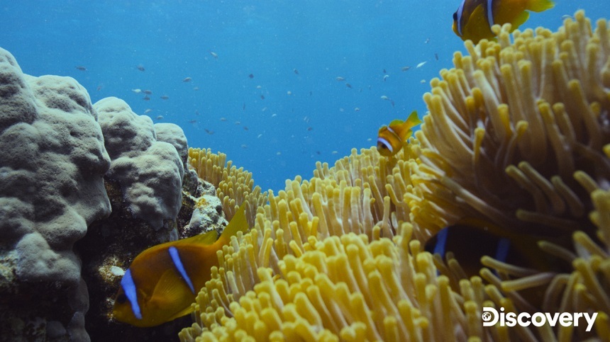 Documentarul "Lupta din adâncuri: Reciful de corali", de Ziua Pământului pe Discovery