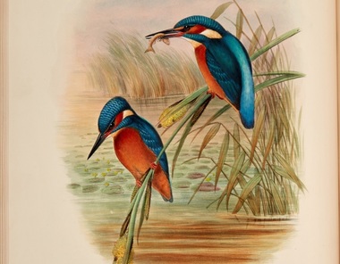 O carte rară cu ilustraţii de John Gould, care au avut un impact asupra teoriilor lui Darwin, scoasă la vânzare pentru 2 milioane de lire sterline