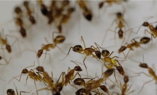 Furnicile pot efectua amputaţii salvatoare pe colegii de muşuroi răniţi, arată un studiu