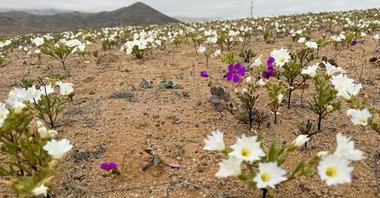 Deşertul Atacama din Chile, unul dintre cele mai aride de pe planetă, a fost acoperit de flori 