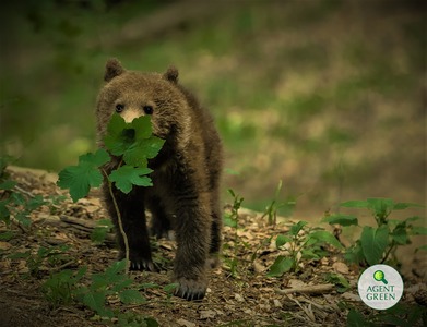 Cazul tinerei omorâte de urs - Academia Română speră că "nu vor exista entităţi care să profite de această îngrijorătoare tragedie" şi aminteşte că măsurile trebuie luate pentru ca "animalele sălbatice să fie păstrate în arealul lor"