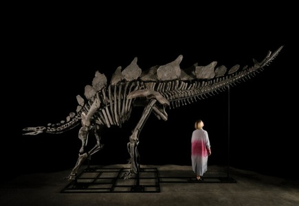 Cea mai mare şi mai intactă fosilă de stegosaurus găsită vreodată s-a vândut la licitaţie pentru 44,6 milioane de dolari